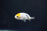 Baby Ranchu  Calico 2.5 Inch (ID#1101R9c-40) Free2Day SHIPPING