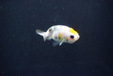 Baby Ranchu  Calico 2.5 Inch (ID#1101R9c-40) Free2Day SHIPPING