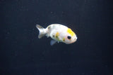 Baby Ranchu  Calico 2.5 Inch (ID#1101R9c-40) Free2Day SHIPPING