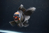 Thai Oranda  Tricolor 5.5 Inch (ID#1122To6c-102)