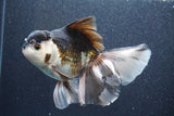 Thai Oranda  Panda 6 Inch (ID#816To6a-106) Please see notes