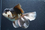 Thai Oranda  Panda 6 Inch (ID#816To6a-106) Please see notes