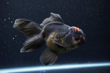 Thai Oranda  Tricolor 5.5 Inch (ID#1122To6c-102)