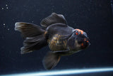 Thai Oranda  Tricolor 5.5 Inch (ID#1122To6c-102)