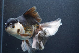 Thai Oranda  Panda 6 Inch (ID#816To6a-106) Please see notes