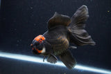 Thai Oranda  Tricolor 5.5 Inch (ID#1122To6c-102)