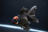 Thai Oranda  Tricolor 5.5 Inch (ID#1122To6c-102)