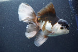 Thai Oranda  Panda 6 Inch (ID#816To6a-106) Please see notes