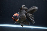 Thai Oranda  Tricolor 5.5 Inch (ID#1122To6c-102)