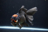 Thai Oranda  Tricolor 5.5 Inch (ID#1122To6c-102)