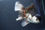 Thai Oranda  Panda 6 Inch (ID#816To6a-106) Please see notes