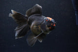 Thai Oranda  Tricolor 5.5 Inch (ID#1122To6c-102)