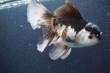 Thai Oranda  Panda 6 Inch (ID#816To6a-106) Please see notes