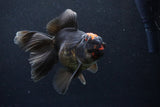 Thai Oranda  Tricolor 5.5 Inch (ID#1122To6c-102)