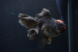 Thai Oranda  Tricolor 5.5 Inch (ID#1122To6c-102)