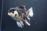 Thai Oranda  Panda 6 Inch (ID#816To6a-106) Please see notes