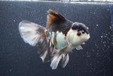 Thai Oranda  Panda 6 Inch (ID#816To6a-106) Please see notes