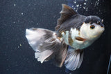 Thai Oranda  Panda 6 Inch (ID#816To6a-106) Please see notes