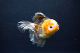 Thai Oranda  Tricolor 5 Inch (ID#1122To6c-103)