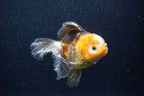 Thai Oranda  Tricolor 5 Inch (ID#1122To6c-103)