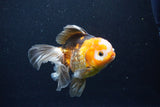 Thai Oranda  Tricolor 5 Inch (ID#1122To6c-103)