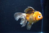 Thai Oranda  Tricolor 5 Inch (ID#1122To6c-103)