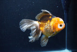 Thai Oranda  Tricolor 5 Inch (ID#1122To6c-103)