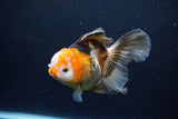 Thai Oranda  Tricolor 5 Inch (ID#1122To6c-103)