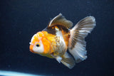 Thai Oranda  Tricolor 5 Inch (ID#1122To6c-103)