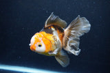 Thai Oranda  Tricolor 5 Inch (ID#1122To6c-103)