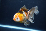 Thai Oranda  Tricolor 5 Inch (ID#1122To6c-103)