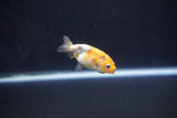 Baby Ranchu  Calico 2 Inch (ID#1101R9c-43) Free2Day SHIPPING