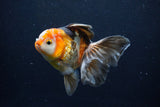 Thai Oranda  Tricolor 5 Inch (ID#1122To6c-103)