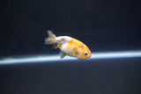 Baby Ranchu  Calico 2 Inch (ID#1101R9c-43) Free2Day SHIPPING