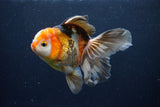 Thai Oranda  Tricolor 5 Inch (ID#1122To6c-103)