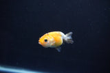 Baby Ranchu  Calico 2 Inch (ID#1101R9c-43) Free2Day SHIPPING