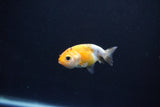 Baby Ranchu  Calico 2 Inch (ID#1101R9c-43) Free2Day SHIPPING