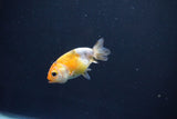 Baby Ranchu  Calico 2 Inch (ID#1101R9c-43) Free2Day SHIPPING