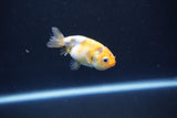 Baby Ranchu  Calico 2 Inch (ID#1101R9c-43) Free2Day SHIPPING