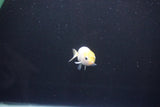 Baby Ranchu  Calico 2.5 Inch (ID#1101R9c-44) Free2Day SHIPPING