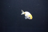 Baby Ranchu  Calico 2.5 Inch (ID#1101R9c-44) Free2Day SHIPPING