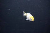 Baby Ranchu  Calico 2.5 Inch (ID#1101R9c-44) Free2Day SHIPPING