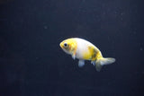 Baby Ranchu  Calico 2.5 Inch (ID#1101R9c-44) Free2Day SHIPPING