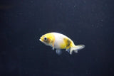 Baby Ranchu  Calico 2.5 Inch (ID#1101R9c-44) Free2Day SHIPPING