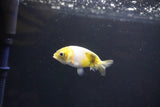 Baby Ranchu  Calico 2.5 Inch (ID#1101R9c-44) Free2Day SHIPPING