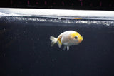 Baby Ranchu  Calico 2.5 Inch (ID#1101R9c-44) Free2Day SHIPPING