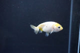 Baby Ranchu  Calico 2.5 Inch (ID#1101R9c-44) Free2Day SHIPPING