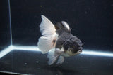 Thai Oranda  Panda 5.5 Inch (ID#1122To6c-105)