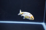 Baby Ranchu  Calico 2.5 Inch (ID#1101R9c-45) Free2Day SHIPPING