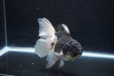 Thai Oranda  Panda 5.5 Inch (ID#1122To6c-105)